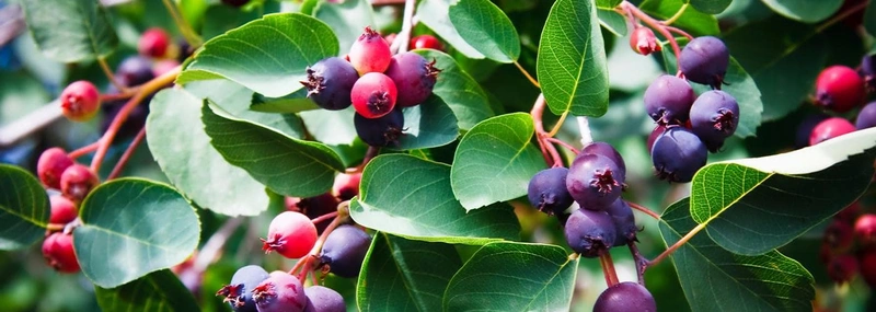 Juneberry