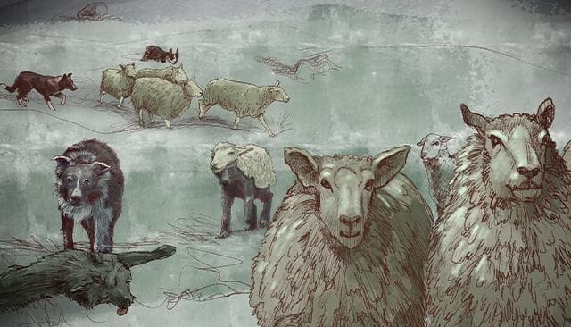 Illustration of sheep, wolves, and guard dogs.